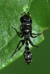 Pseudomyrmex