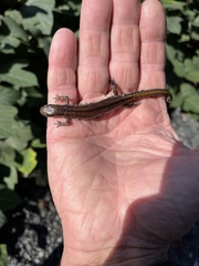 Eurycea guttolineata