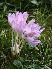 Colchicum autumnale