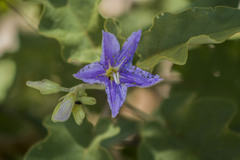 Solanum houstonii