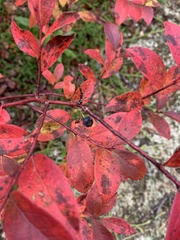 Vaccinioideae