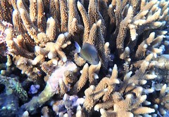 Pomacentrus bankanensis