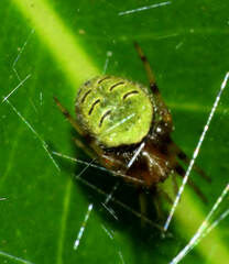 Eriophora