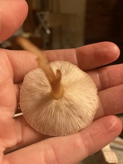 Rhodocollybia butyracea