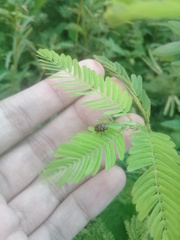 Cryptocephalus