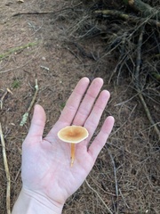 Rhodocollybia butyracea