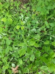 Aegopodium podagraria