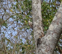 Lepidocolaptes angustirostris