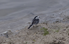 Motacilla alba yarrellii