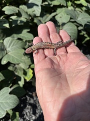 Eurycea guttolineata