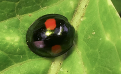 Chilocorus renipustulatus