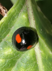 Chilocorus renipustulatus
