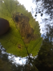 Cameraria corylisella