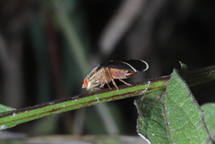 Eutreta noveboracensis