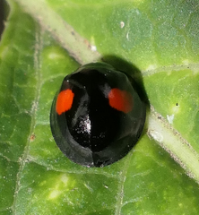 Chilocorus renipustulatus