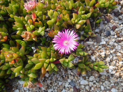 Image of Ruschia rubricaulis by (c) Eric Knight, some rights reserved (CC BY)