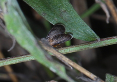 Eutreta noveboracensis