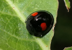 Chilocorus renipustulatus