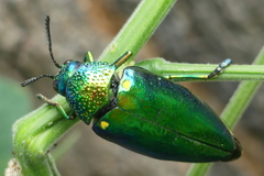 Sternocera aequisignata