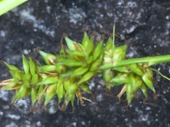Carex vulpina