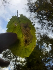 Cameraria corylisella