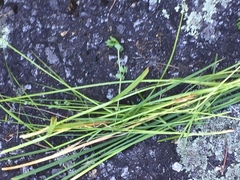 Carex vulpina