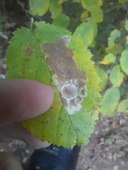 Cameraria corylisella