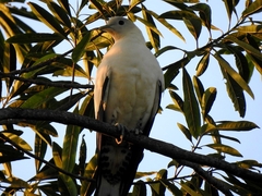 Ducula spilorrhoa