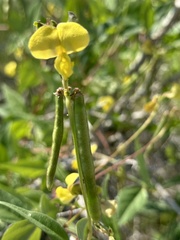 Vigna luteola