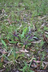 Ajuga australis