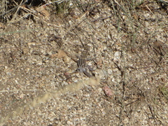 Aspidoscelis neomexicanus