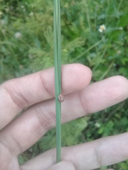 Cheilomenes sexmaculata