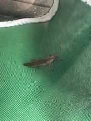 Desmoptera truncatipennis