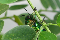 Sternocera aequisignata