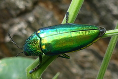 Sternocera aequisignata