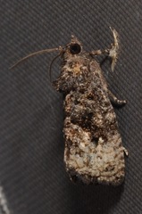 Gymnandrosoma punctidiscanum