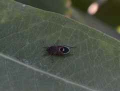 Lygaeus kalmii kalmii