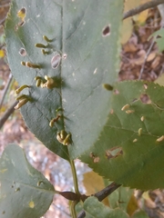 Eriophyes emarginatae