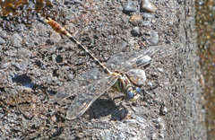 Erpetogomphus compositus