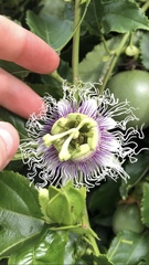 Passiflora edulis