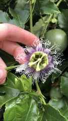 Passiflora edulis