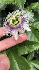 Passiflora edulis
