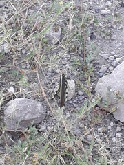 Schistocerca albolineata