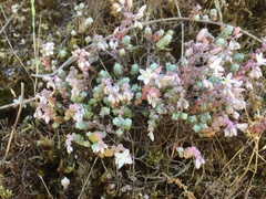 Sedum