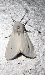 Spilosoma congrua