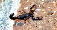 Vaejovis carolinianus