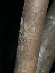 Pandercetes gracilis