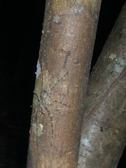 Pandercetes gracilis