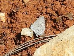 Celastrina echo gozora