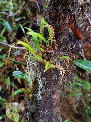 Dendrochilum